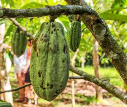 cacao fruit attached to tree finca kobo chocolate tour