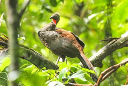 crested guan in the wilderness san pedrillo ranger station