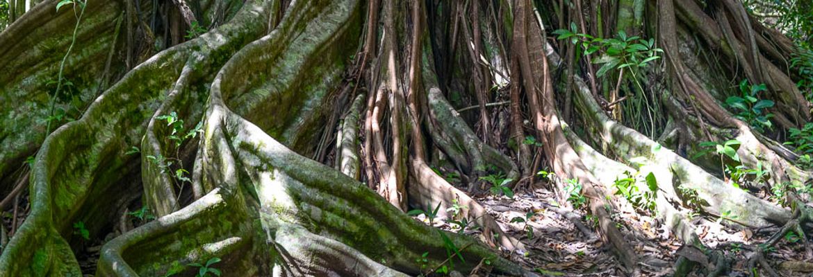tree on rio claro trail sirena ranger station corcovado national park 1