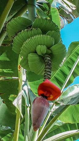 banana flower with baby bananas finca kobo chocolate tour 2