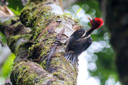 woodpecker on wood sirena station corcovado