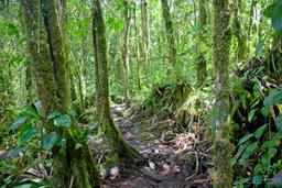 rock and sand trail under moss covered trees at arenal volcano 1968 eruption site lookout point