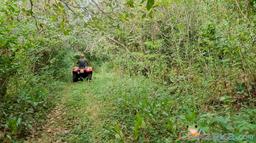 atv nosara tour going through jungle trail area