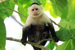cahuita national park snorkeling hiking tour capuchin 6