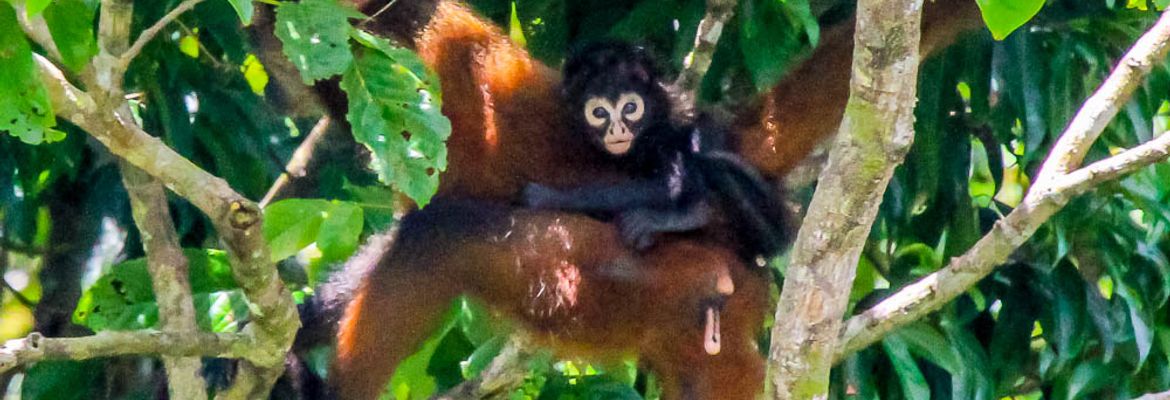 spider monkey with baby on her back san pedrillo ranger station corcovado national park