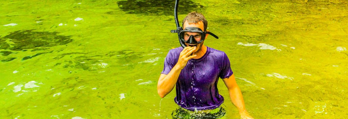 caribbean adventure snorkeling dolphin watching snorkeling 1