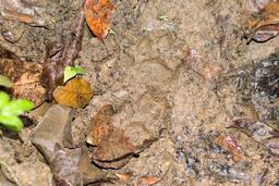animal foot print on the mud los patos trail toward sirena