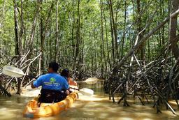manglar isla mangrove kayak white mangroves 5