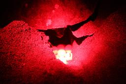 laying eggs camaronal 3