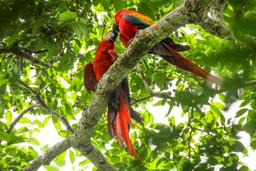 macaws kissing on the top of the trees in sirena ranger station corcovado