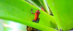 A blue jean poison dart frog sits in a bromeliad at Evergreen Lodge on September 25, 2013.
