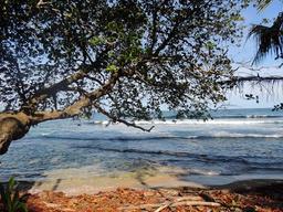 gandoca manzanillo wildlife refuge fallen leaves 5