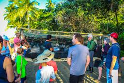 talk turtle hatching at piro beach costa rica