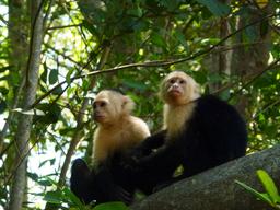 manglar isla mangrove kayak capuchin monkeys 3