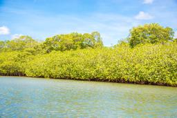 mangrove fringed riverbank in the tamarindo estuary