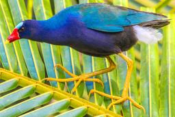 purple gallinule on sierpe mangler