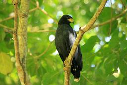 A common black hawk perches in a tree among the coastal forest in the Gandoca Manzanillo Wildlife Refuge on Oct.17, 2013.