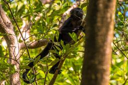 monkey moving on a tree in the tamarindo estuary