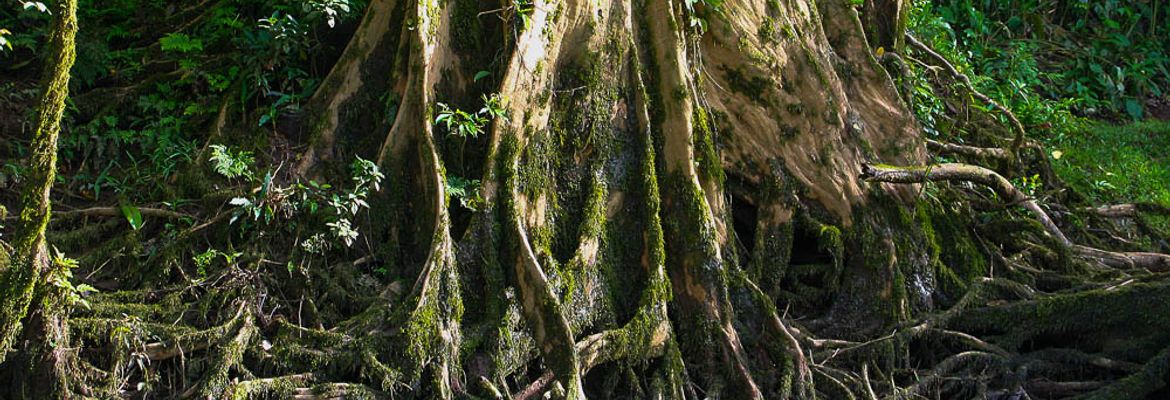 Roots on the side of the Sarapiqui River during a safari tour