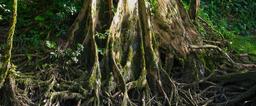 Roots on the side of the Sarapiqui River during a safari tour
