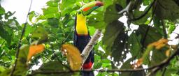 A keel billed toucan perched in a tree above the cabins at Anhinga Lodge on September 23, 2013.