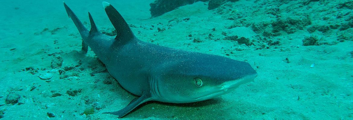 white tip reef shark
