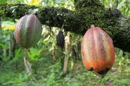 Ripe cacao fruit grows among an abandoned farm inside the Kekoldi Reservation on Oct. 6, 2013.