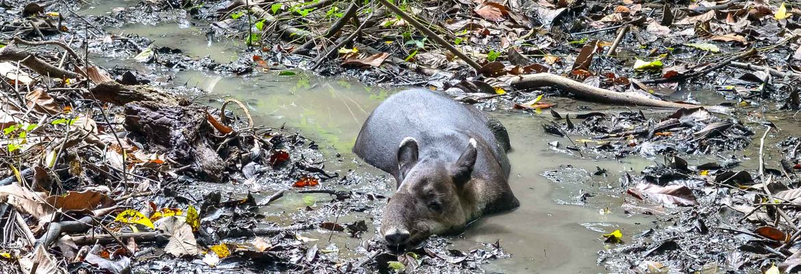 tapir sirena ranger station corcovado national park