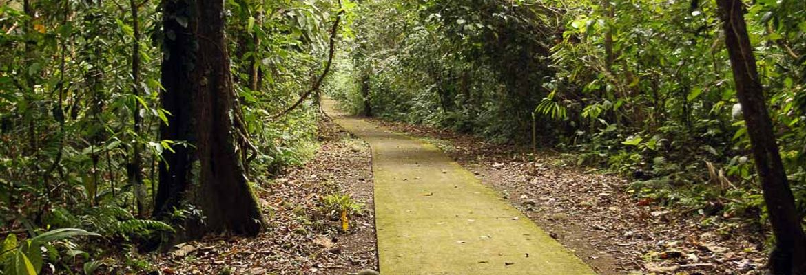 la selva main trail 2