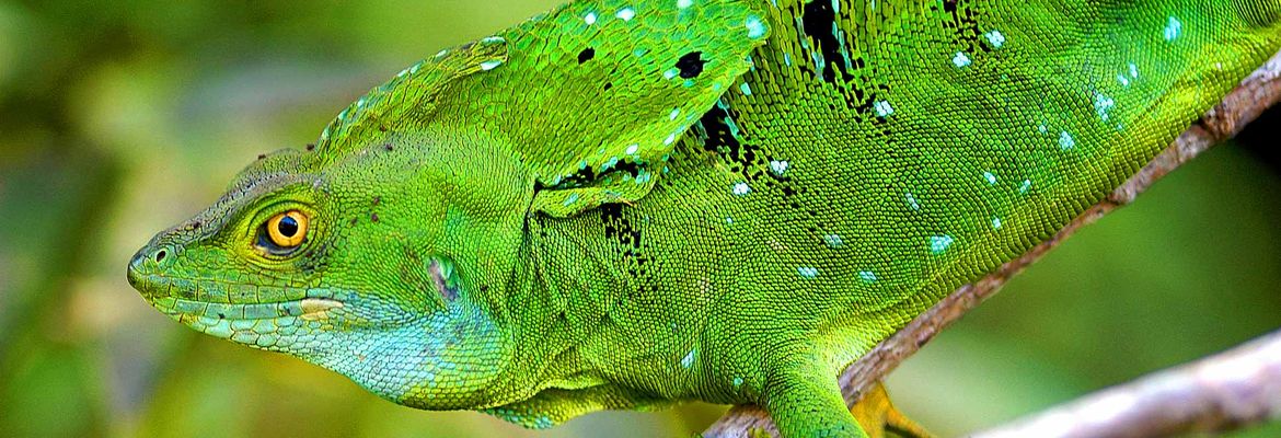 green basilisk basiliscus plumifrons tortuguero 3