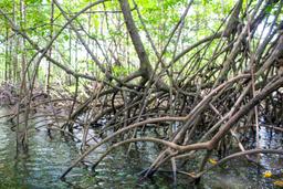 sierpe manglar forest exposed roots