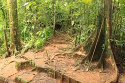 flight of the toucan tree climb combo tour trail 5