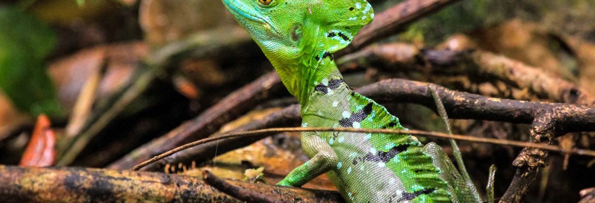 tortuguero national park attraction emerald basilisk 10