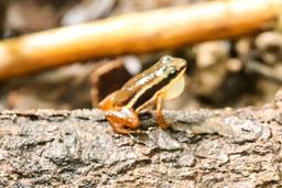 rocket frog on a tree san pedrillo ranger station corcovado