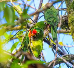 parrot family on tree finca kobo chocolate tour