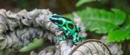 A black and green poison dart frog sits on a dead leaf in the frog garden at Mawamba Lodge on September 21, 2013.