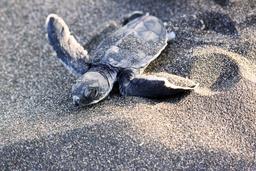 A baby green sea turtle scampers toward the ocean at Tortuguero Beach on September 24, 2013.
