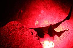 egg laying turtle camaronal 5