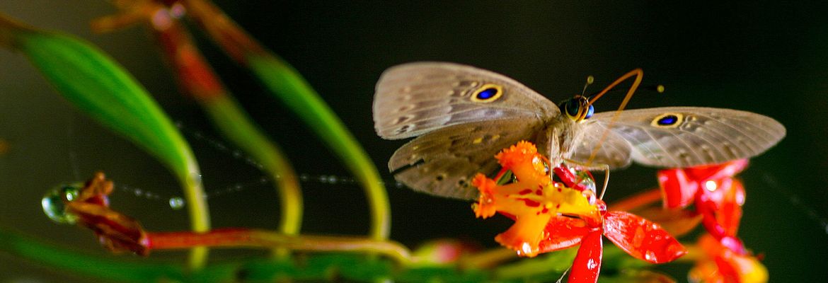 butterfly feeding inbio park heredia 2