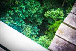 view under a platform osa palmas canopy tour