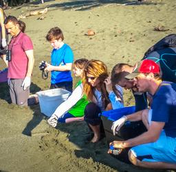 releasing baby turtles turtle hatching at piro beach costa rica