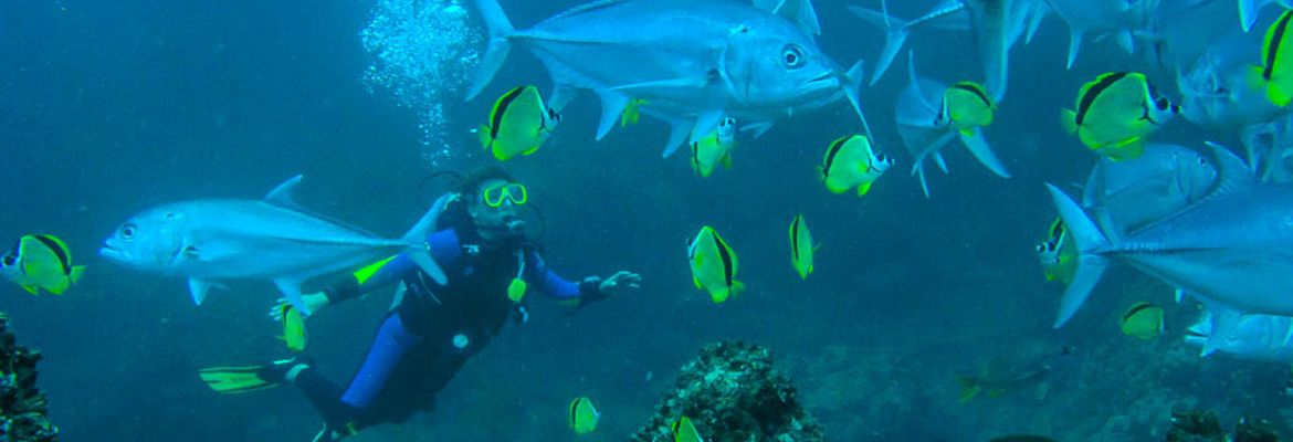 diving catalina islands 1