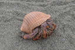 hermit crab on the sand at sirena ranger station corcovado national park 25