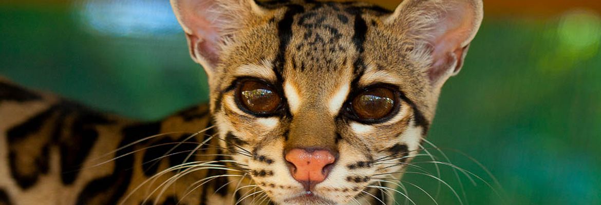 margay selva reserve carillo