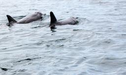 caribbean adventure snorkeling dolphin watching dolphins 3