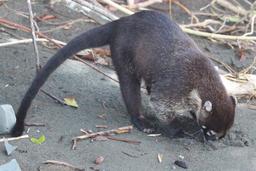 coati digging a hole in the sand sirena beach corcovado