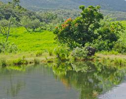 tree reflection on a pond 1968 eruption site lookout point