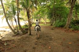 terraventuras beach horseback ride under the trees 4