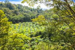 first cable going over a palm tree farm osa palmas canopy tour