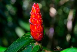 flower at arenal volcano 1968 eruption site lookout point